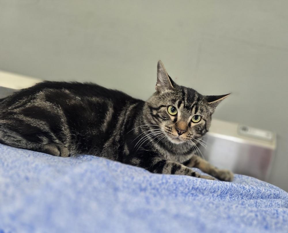 Enlarge Reid, a Adopted Domestic Short Hair in Dickson, TN image 3/3