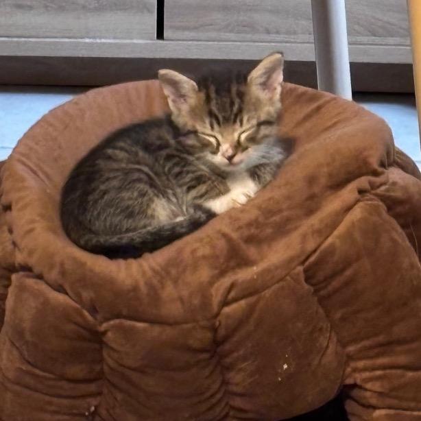 Scoop, Adoptable, Kitten Male American Shorthair & Domestic Short Hair.