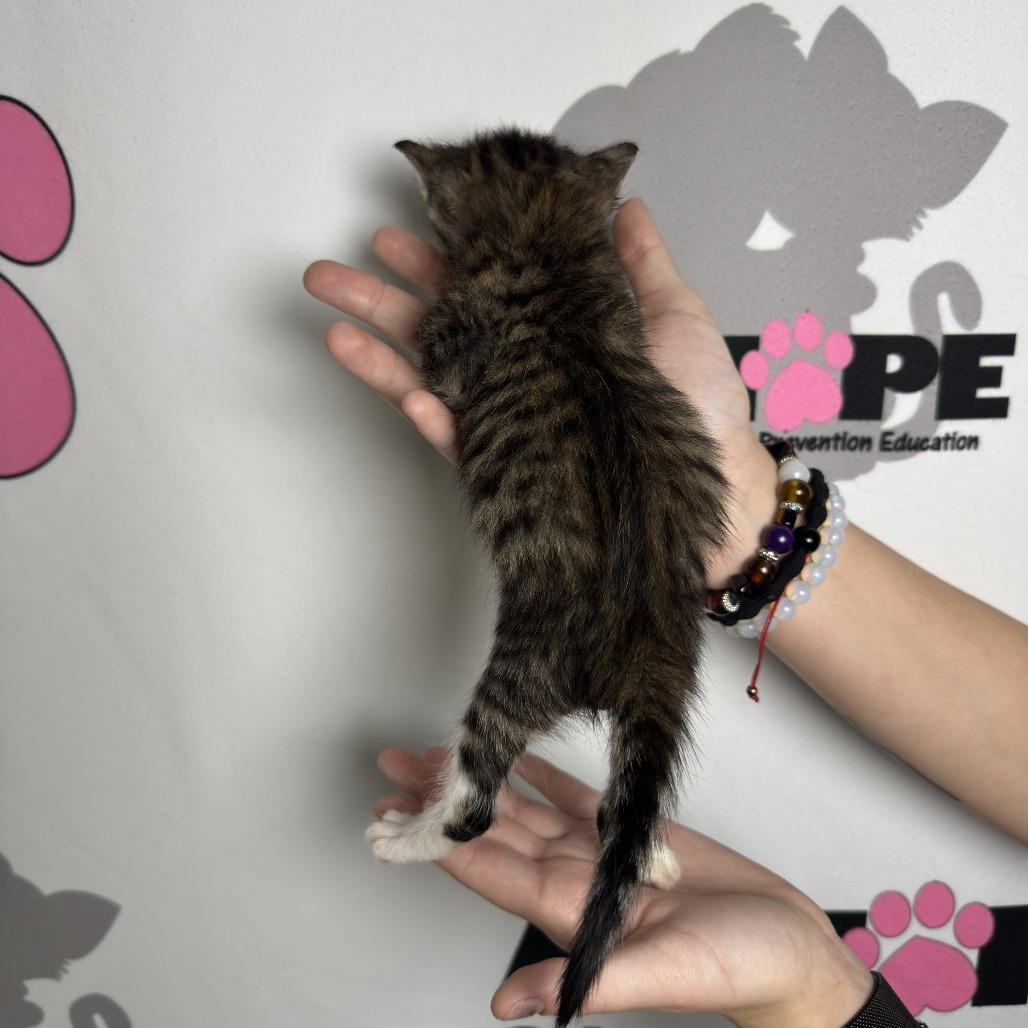 Scoop, Adoptable, Kitten Male American Shorthair & Domestic Short Hair.