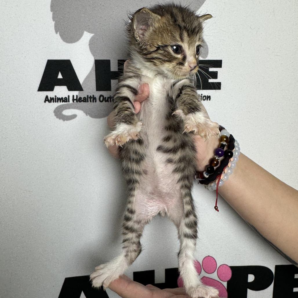 Scoop, a Adoptable mixed breed in Milton, FL image 2/2
