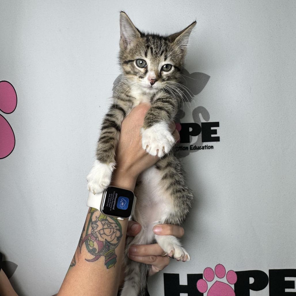 Enlarge Scoop, a Adoptable mixed breed in Milton, FL image 4/6