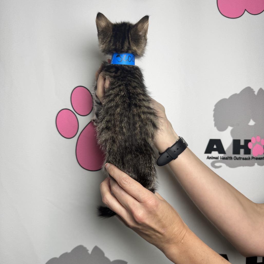 Enlarge Scoop, a Adoptable mixed breed in Milton, FL image 5/6