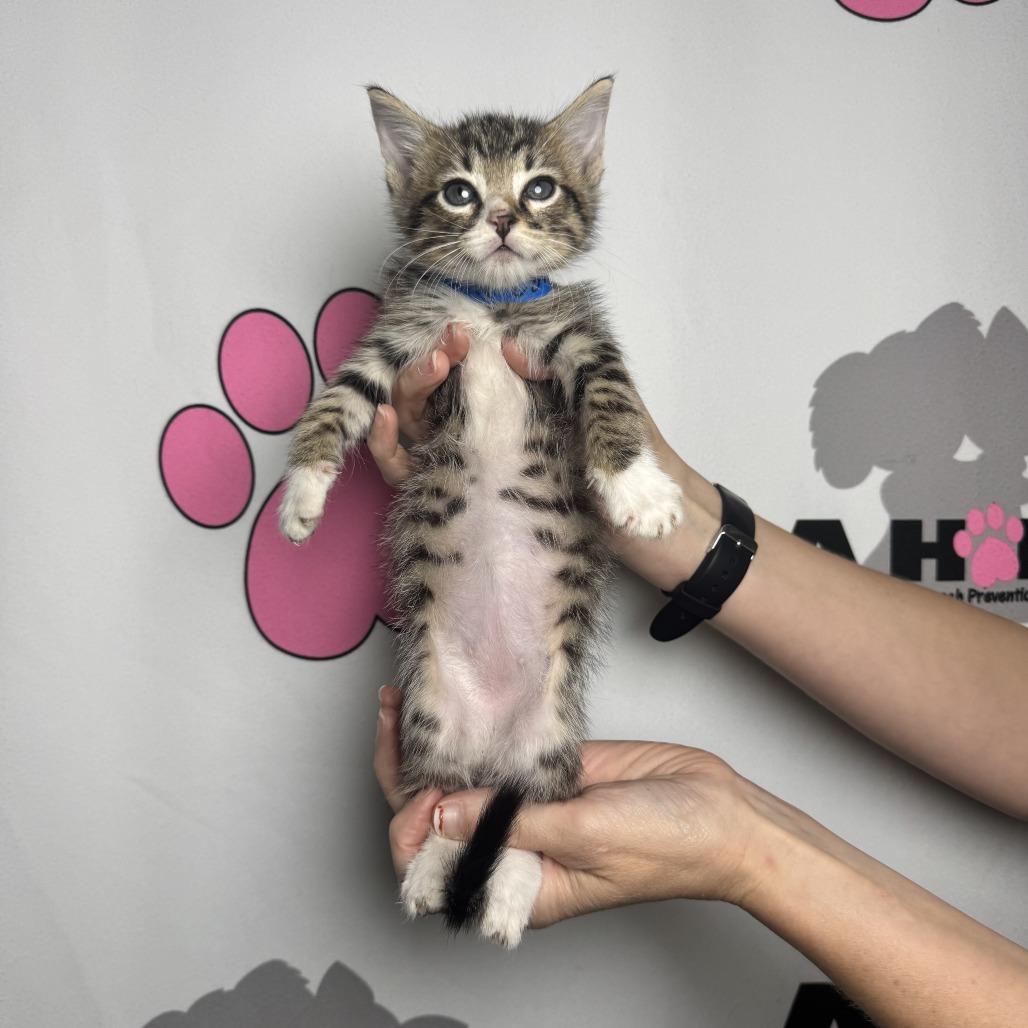 Enlarge Scoop, a Adoptable mixed breed in Milton, FL image 6/6