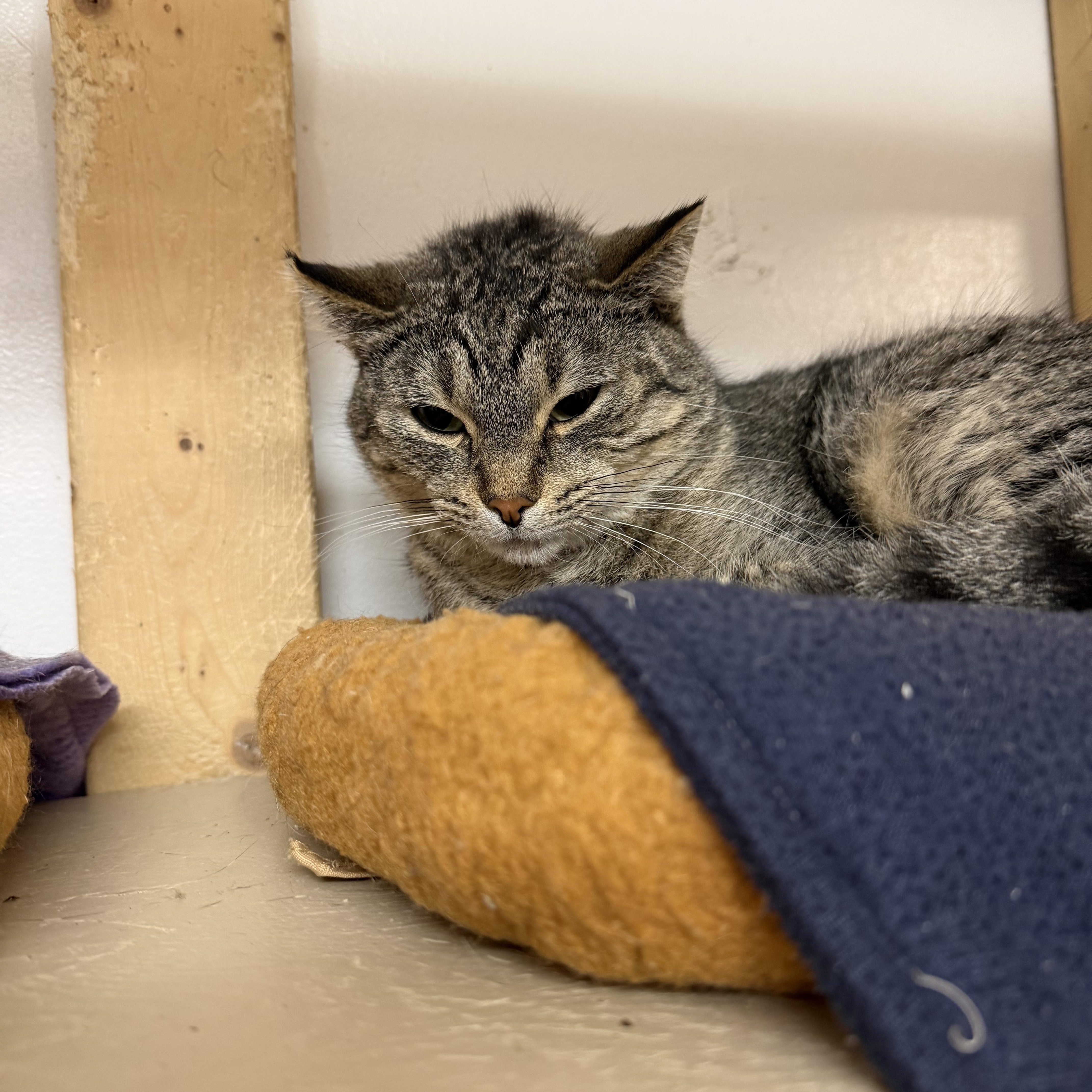 Enlarge Lucy, a Adoptable Domestic Short Hair in Chisholm, MN image 2/3
