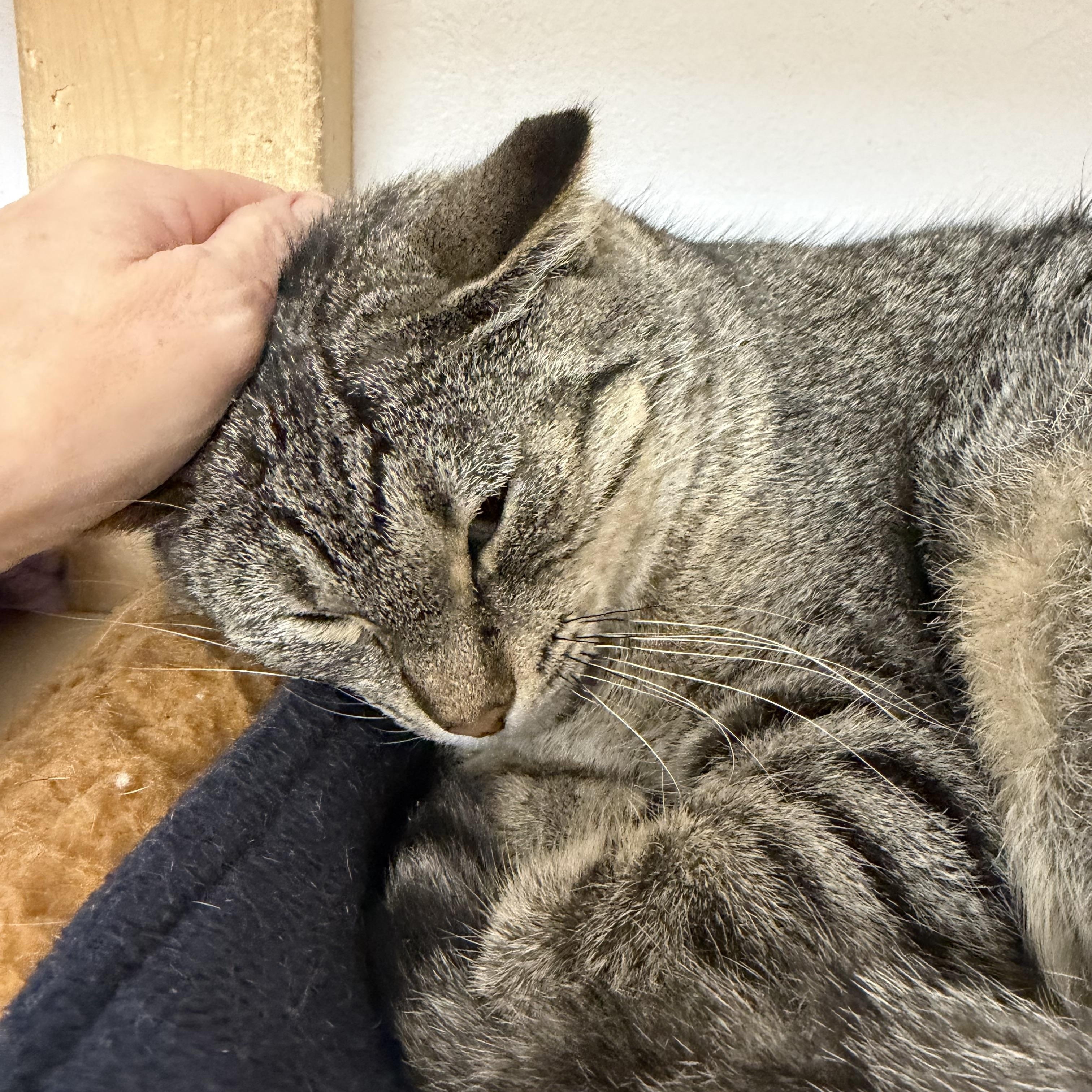Enlarge Lucy, a Adoptable Domestic Short Hair in Chisholm, MN image 3/3