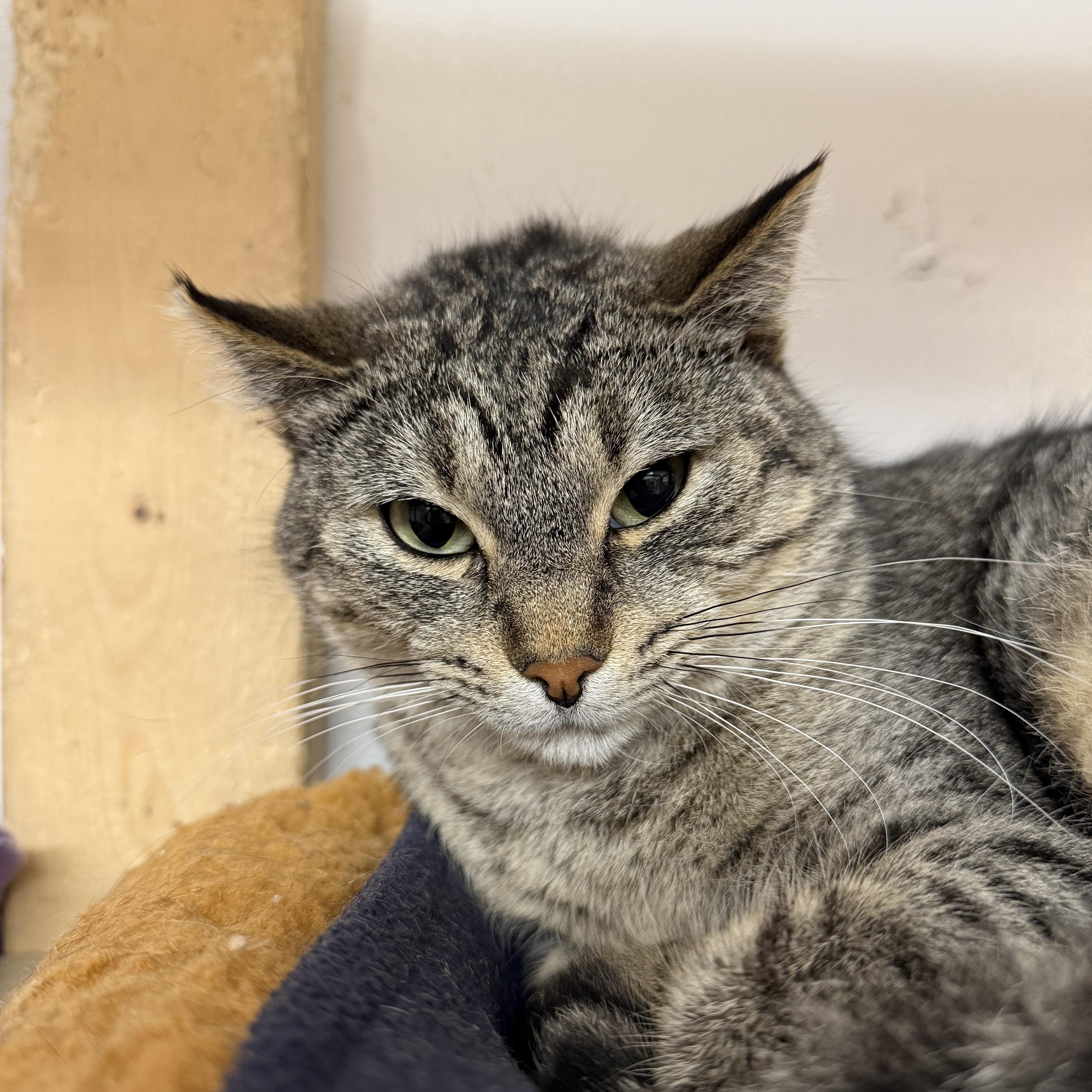 Enlarge Lucy, a Adoptable Domestic Short Hair in Chisholm, MN image 1/3