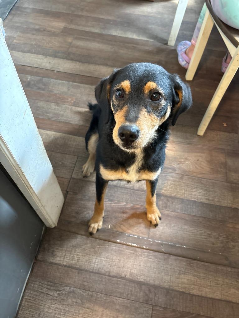 Stubbs **COURTESY LISTING**, Adoptable, Young Female Australian Shepherd & Bluetick Coonhound.