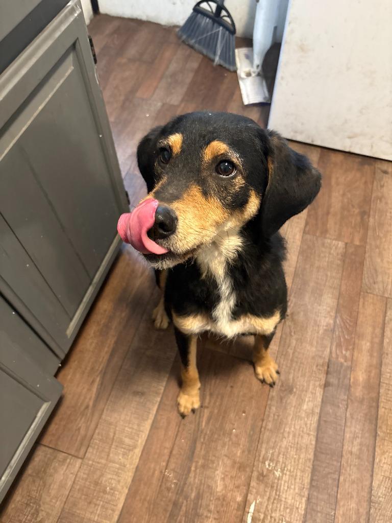 Enlarge Stubbs **COURTESY LISTING**, a Adoptable mixed breed in Peru, NY image 2/2