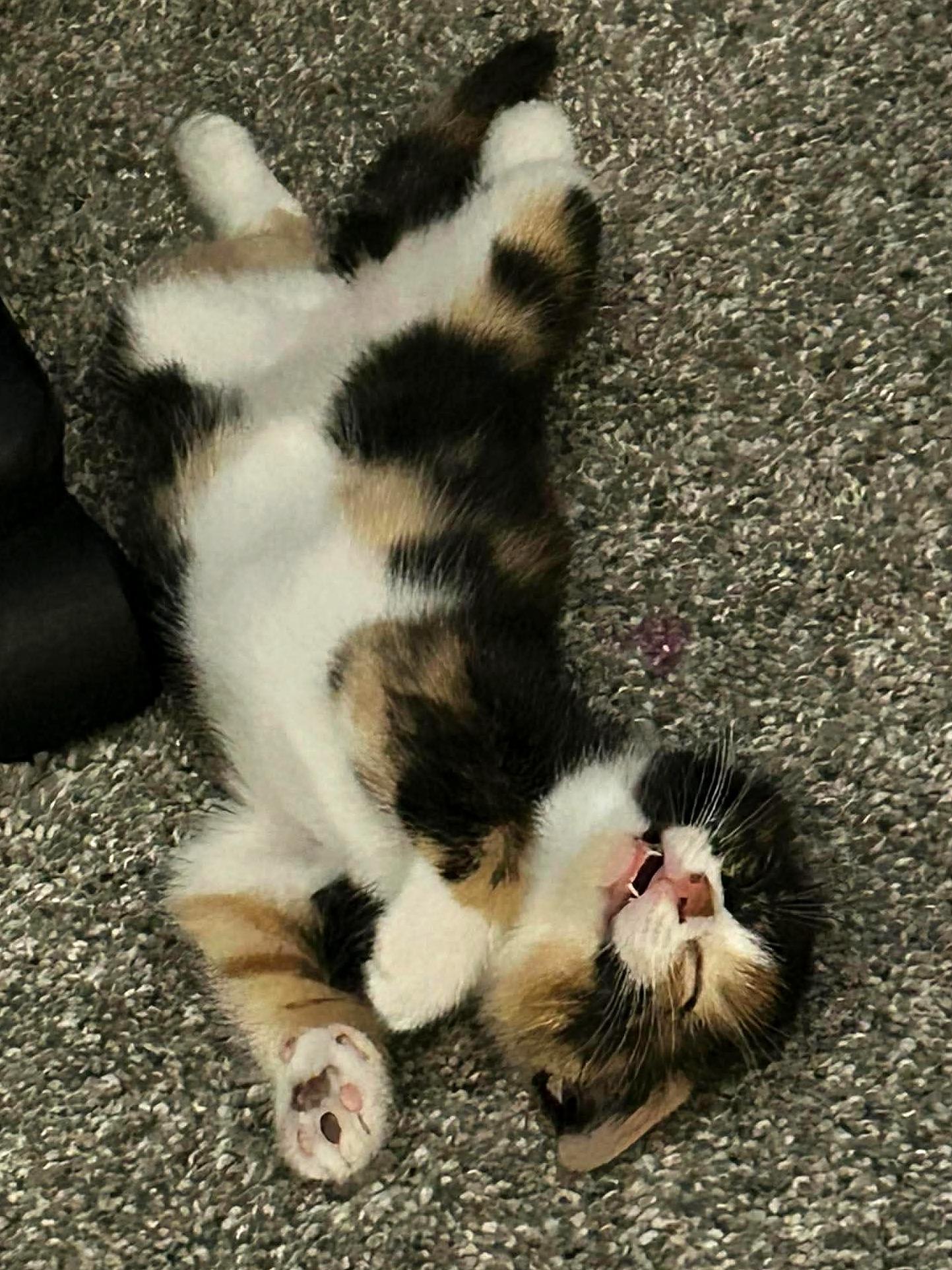Enlarge Cheese, a Adoptable Domestic Short Hair in Minneapolis, MN image 4/4
