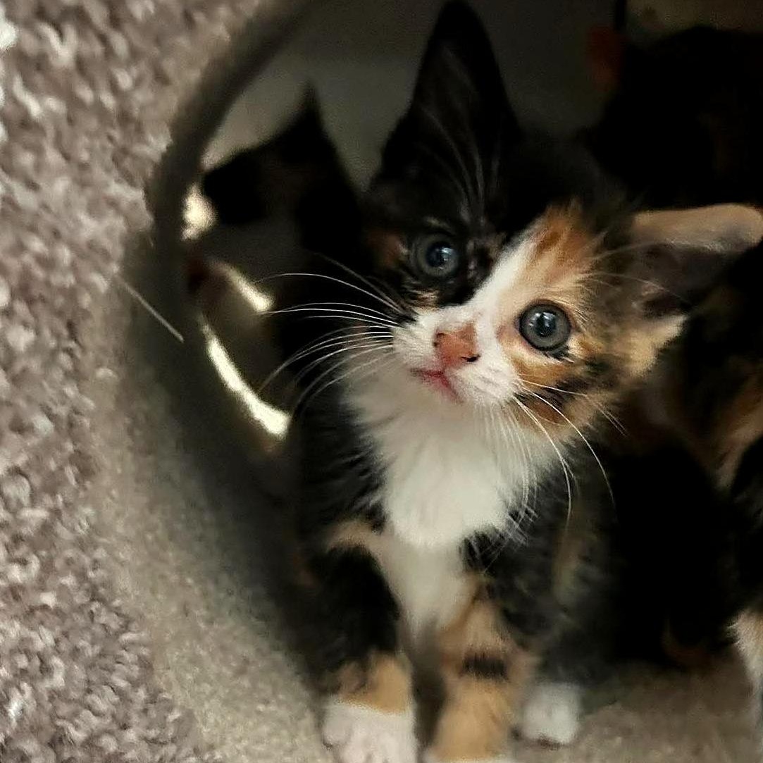 Cheese, Adoptable, Kitten Female Domestic Short Hair.