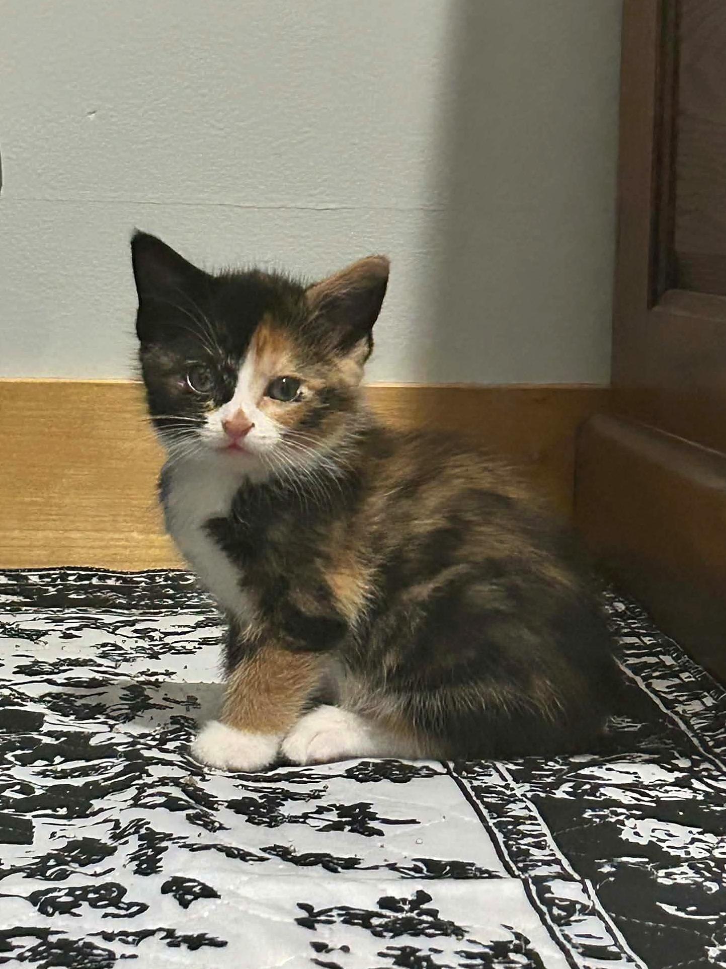 Enlarge Cheese, a Adoptable Domestic Short Hair in Minneapolis, MN image 3/4