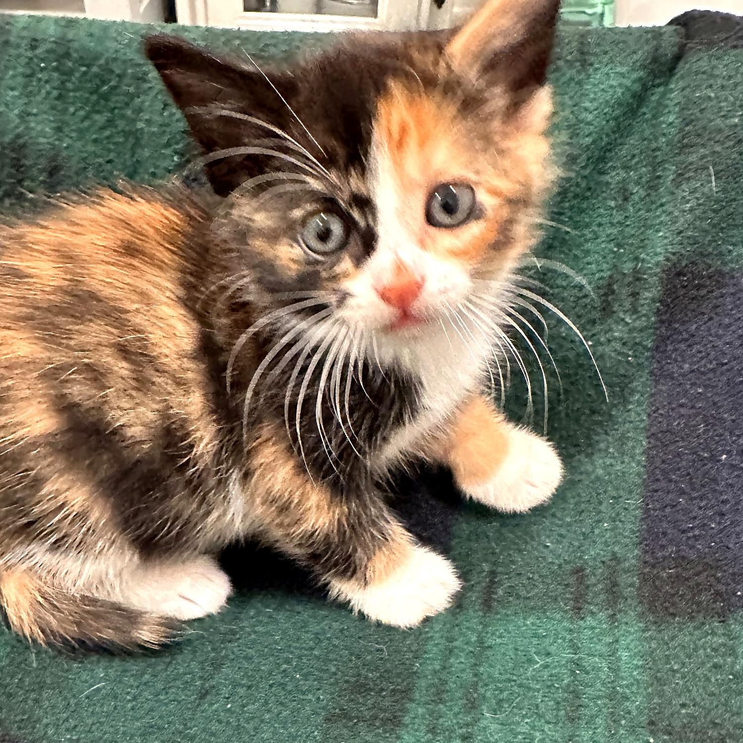 Enlarge Cheese, a Adoptable Domestic Short Hair in Minneapolis, MN image 2/4