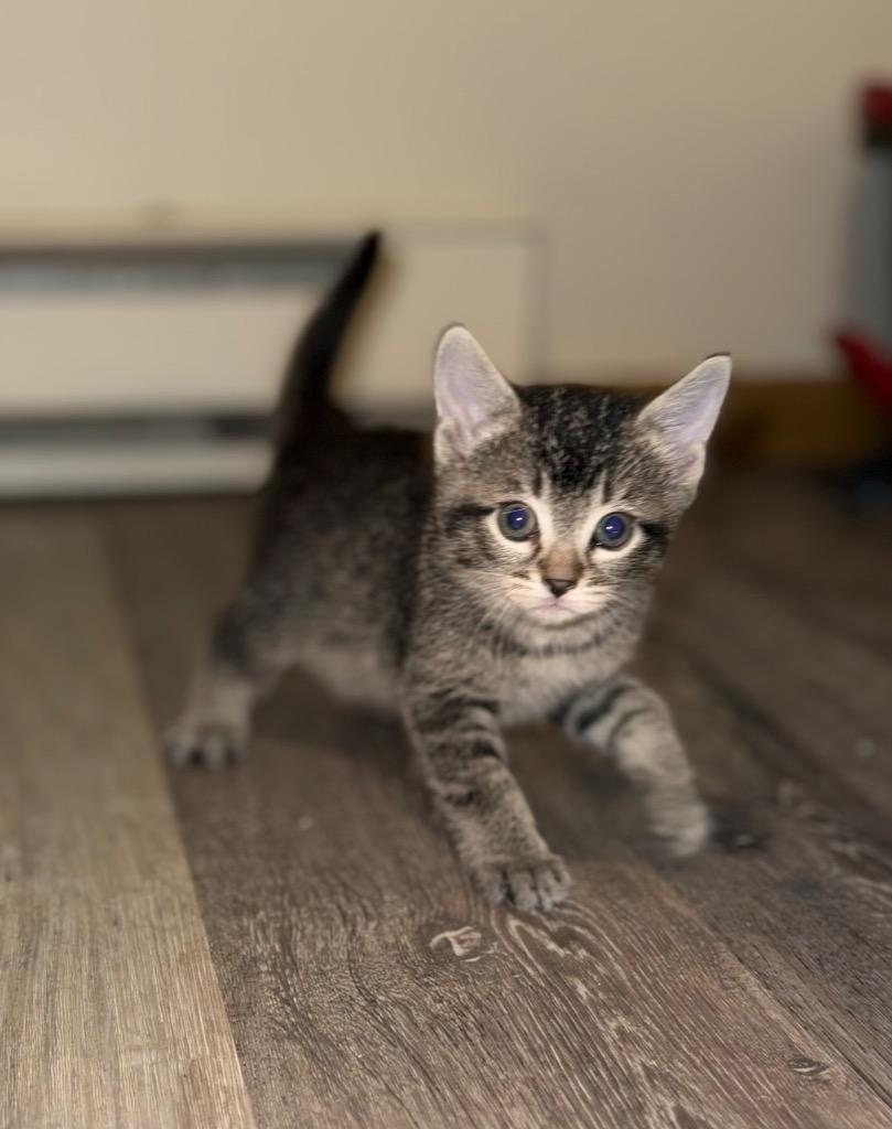 Enlarge Fern, a Adoptable mixed breed in Minot, ND image 1/4