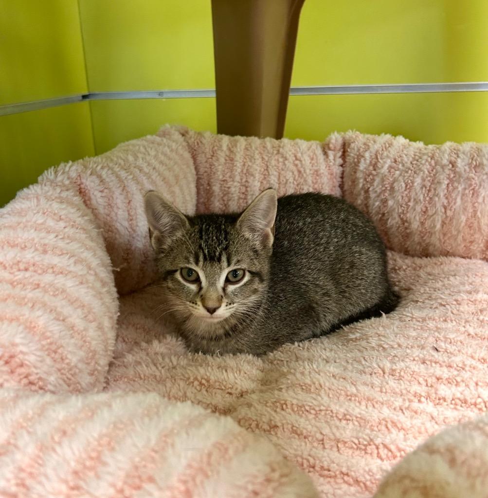 Fern, Adoptable, Kitten Female Domestic Short Hair.