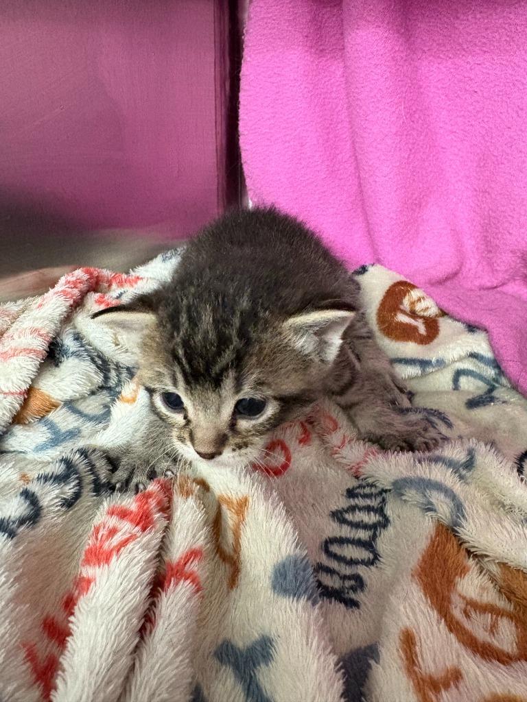 Fern — thumbnail 2