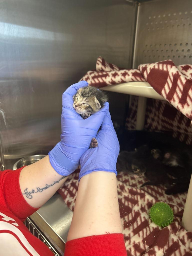 Enlarge Fern, a Adoptable mixed breed in Minot, ND image 4/4