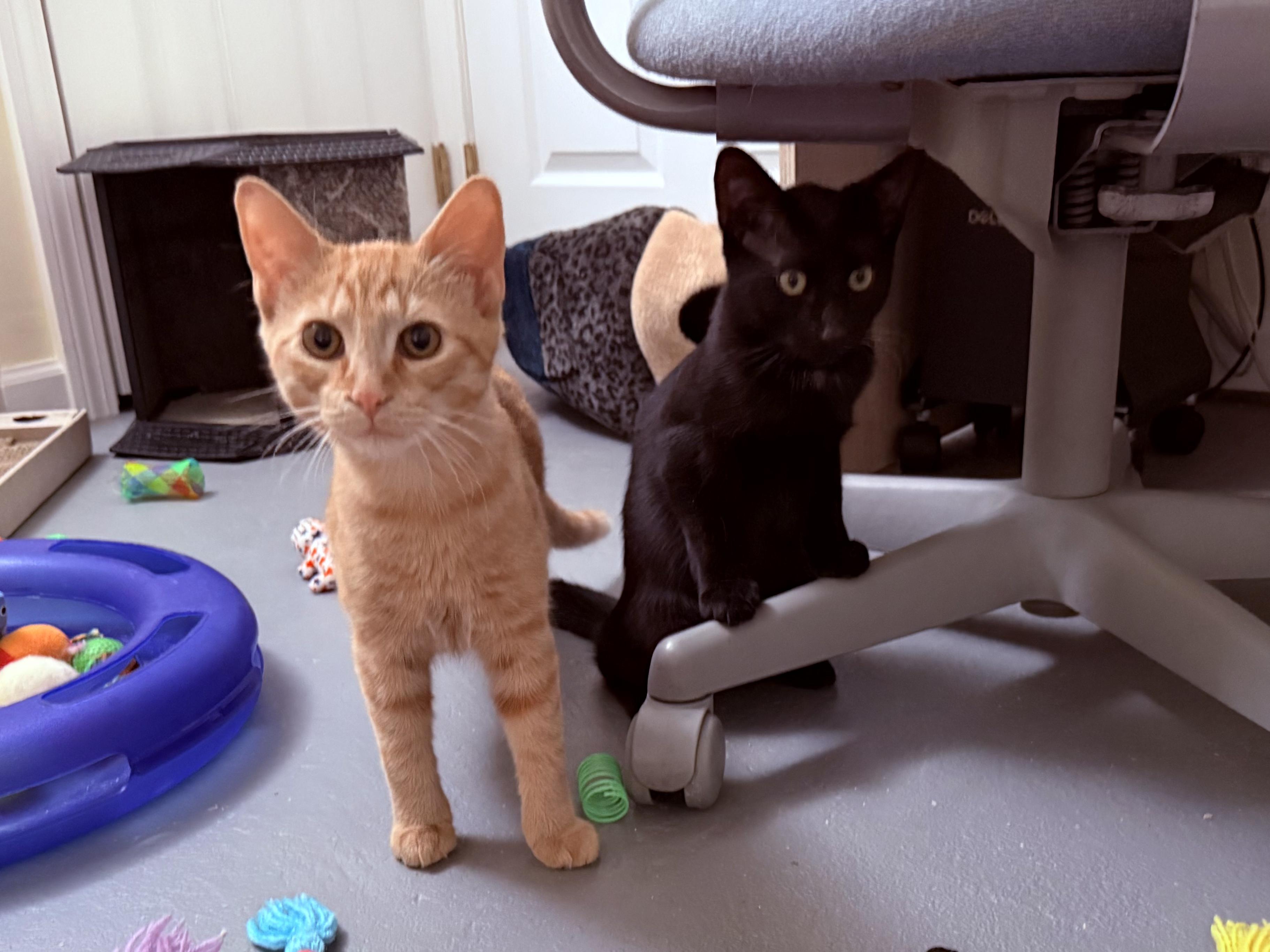 Enlarge Fawn and Doe, a Adoptable Domestic Short Hair in New Britain, CT image 4/6