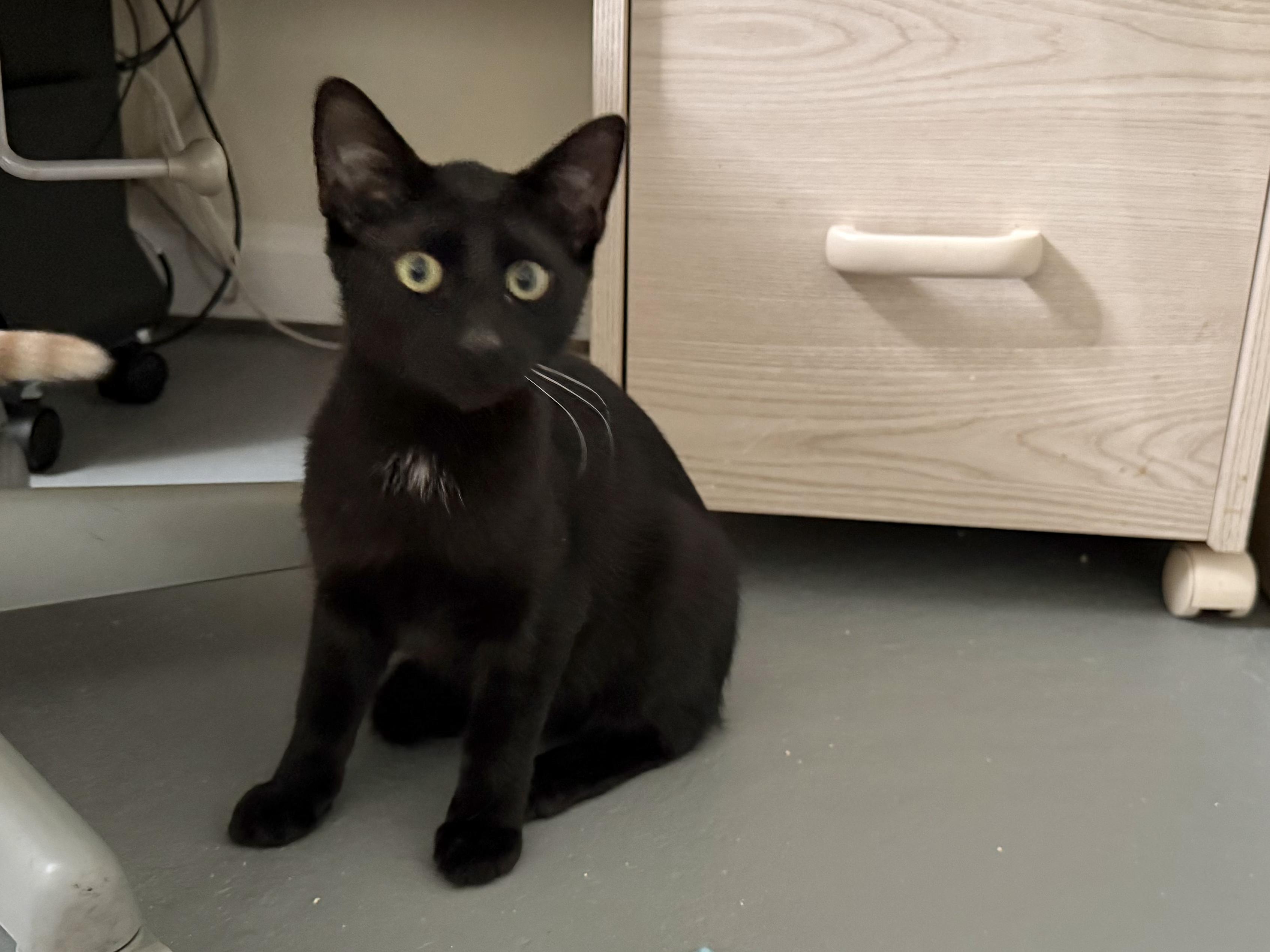 Enlarge Fawn and Doe, a Adoptable Domestic Short Hair in New Britain, CT image 2/6