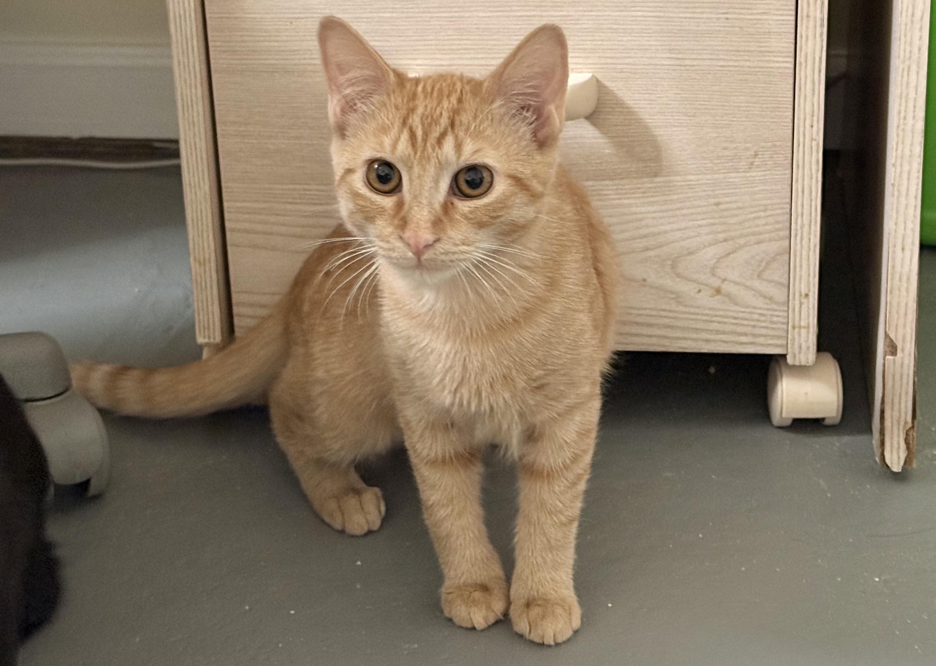 Enlarge Fawn and Doe, a Adoptable Domestic Short Hair in New Britain, CT image 3/6