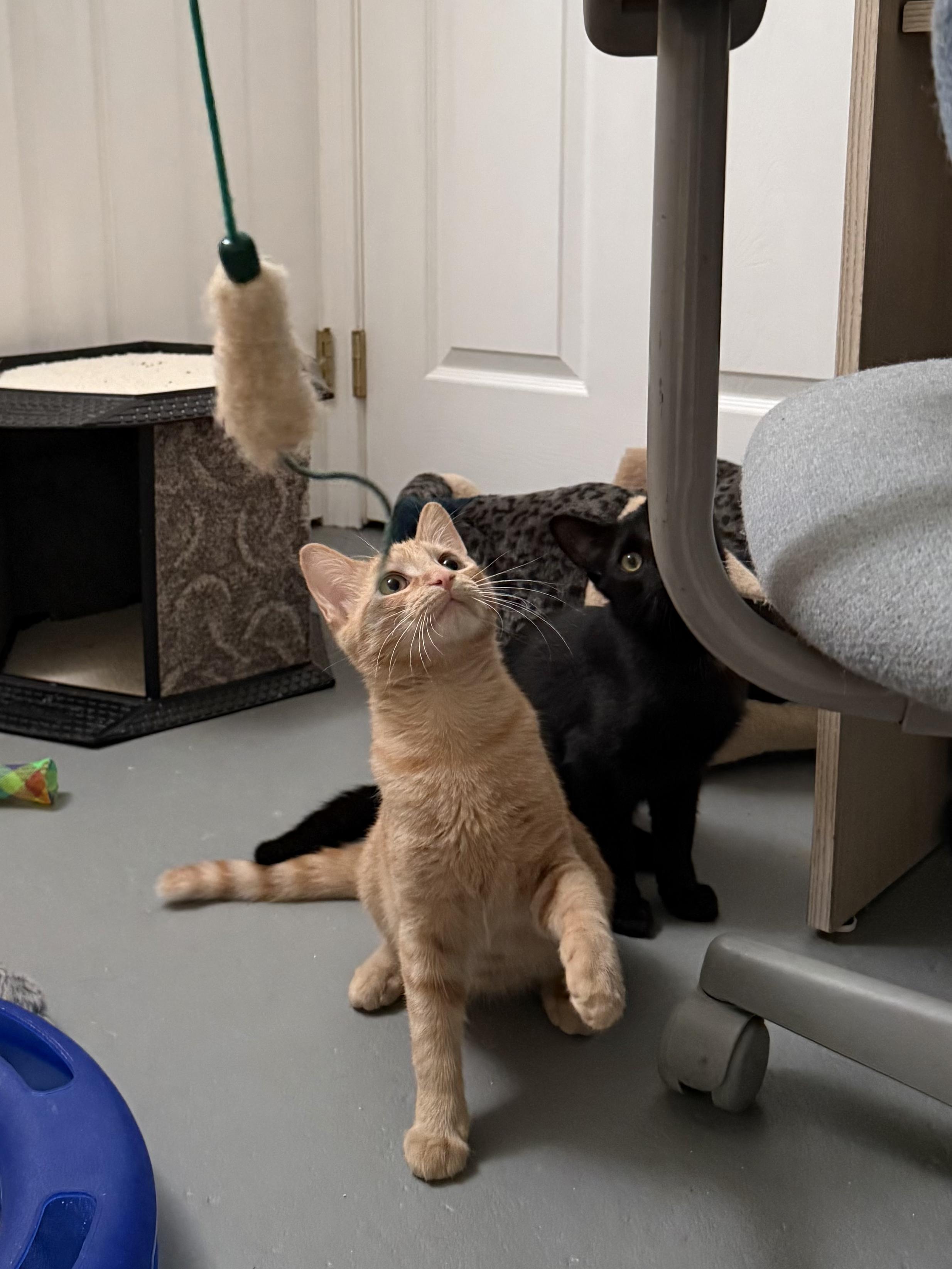 Enlarge Fawn and Doe, a Adoptable Domestic Short Hair in New Britain, CT image 5/6