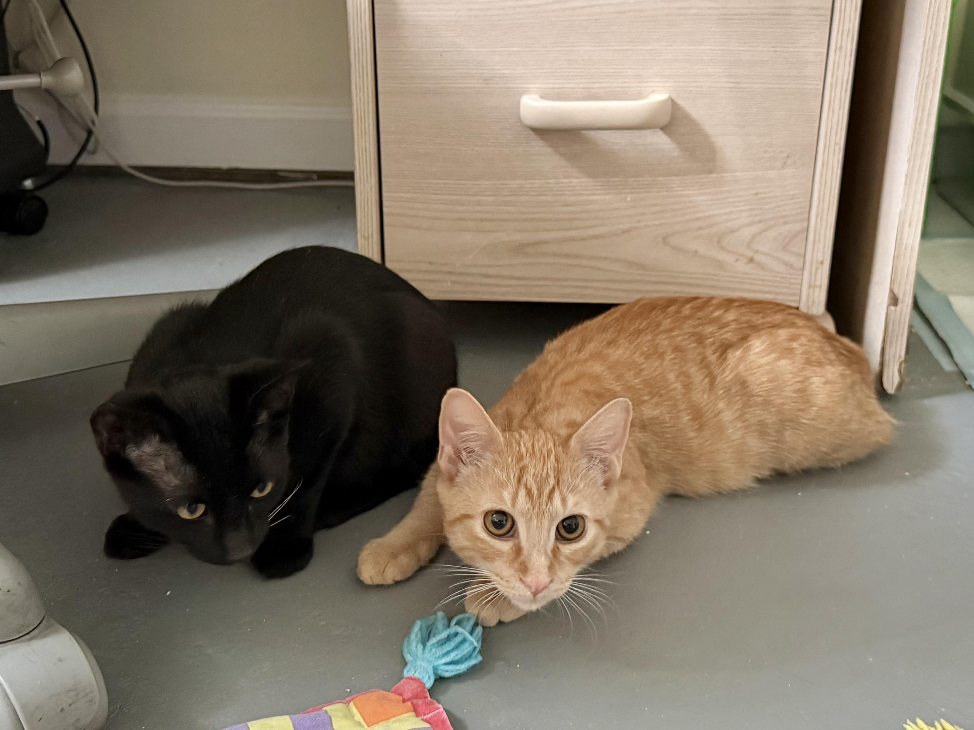 Fawn and Doe, Adoptable, Kitten Male Domestic Short Hair.