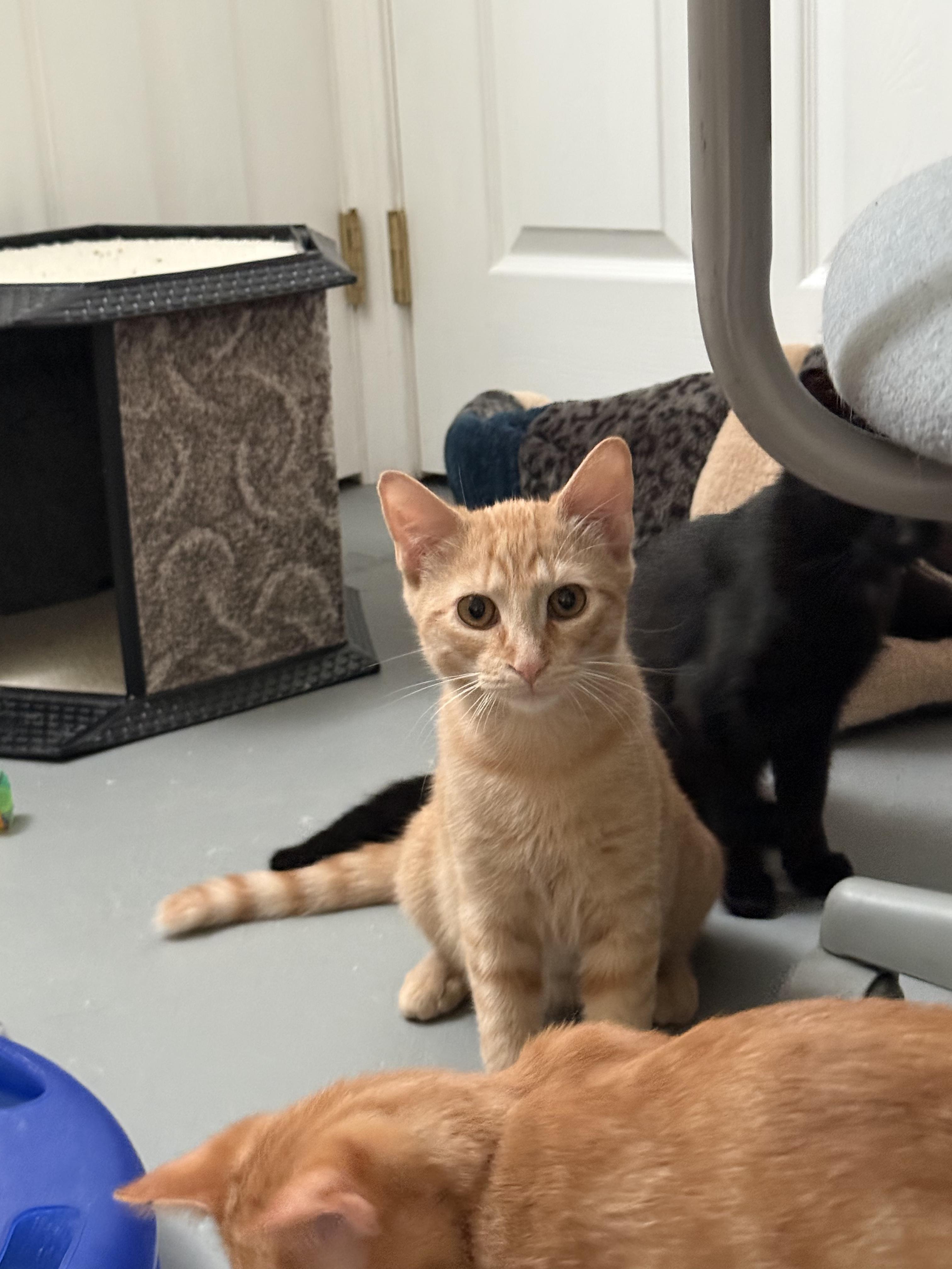Enlarge Fawn and Doe, a Adoptable Domestic Short Hair in New Britain, CT image 6/6