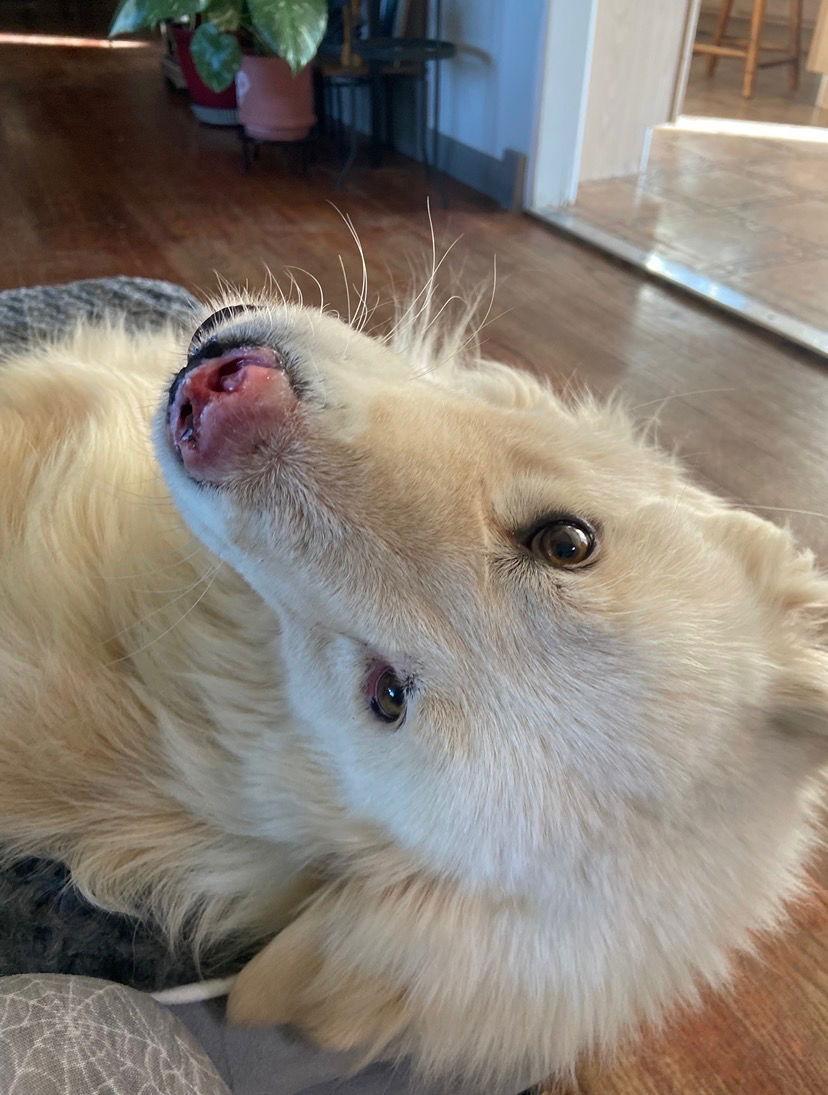 Apollo, Adoptable, Adult Male Great Pyrenees.