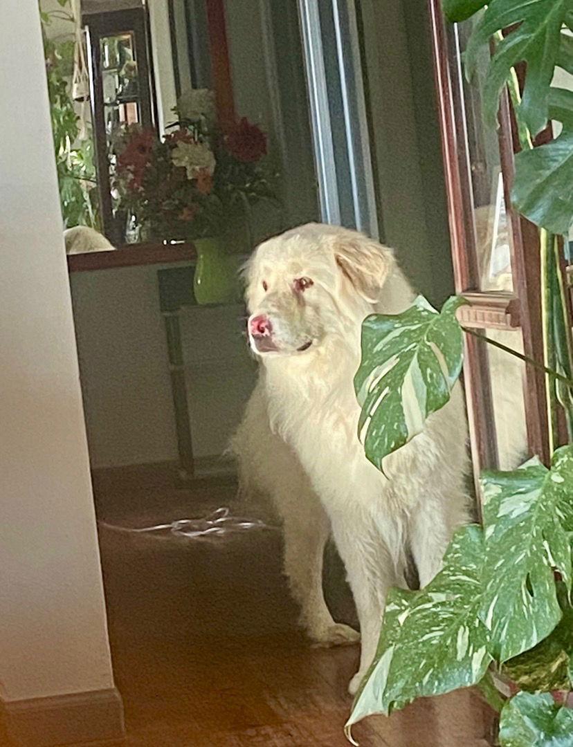 Apollo, a Adoptable Great Pyrenees in Bountiful, UT image 2/3