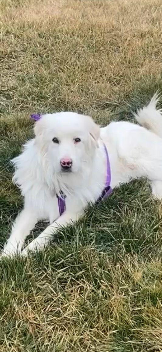 Apollo, a Adoptable Great Pyrenees in Bountiful, UT image 3/3