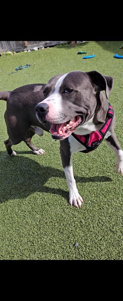 Azul, Adoptable, Young Male Mixed Breed & Mixed Breed.