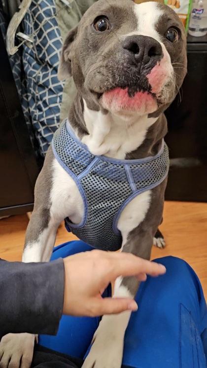 Azul, Adoptable, Young Male Mixed Breed & Mixed Breed.