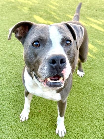 Azul, a Adoptable Mixed Breed in Port Saint Joe, FL image 1/3