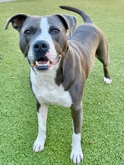 Azul, a Adoptable Mixed Breed in Port Saint Joe, FL image 2/3