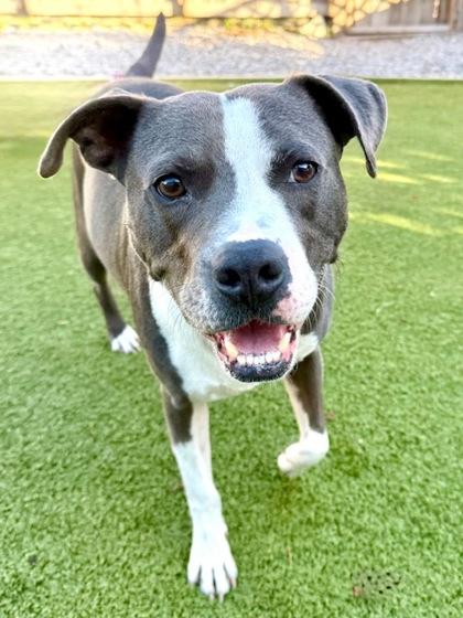 Azul, Adoptable, Young Male Mixed Breed & Mixed Breed.