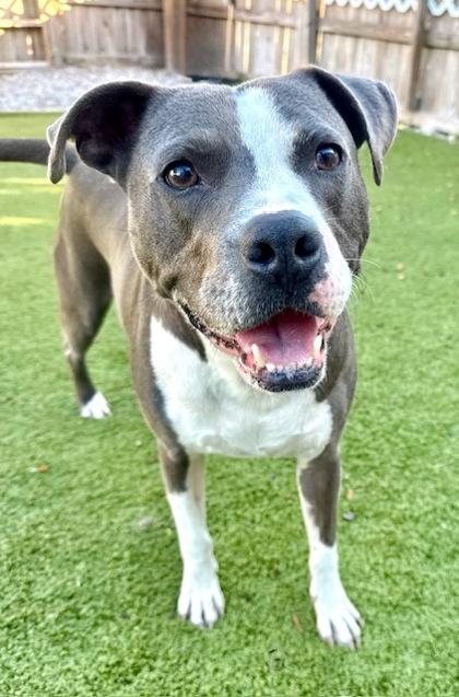 Azul, a Adoptable Mixed Breed in Port Saint Joe, FL image 3/3