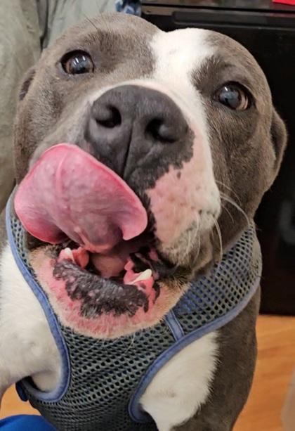 Enlarge Azul, a Adoptable Mixed Breed in Port Saint Joe, FL image 3/3