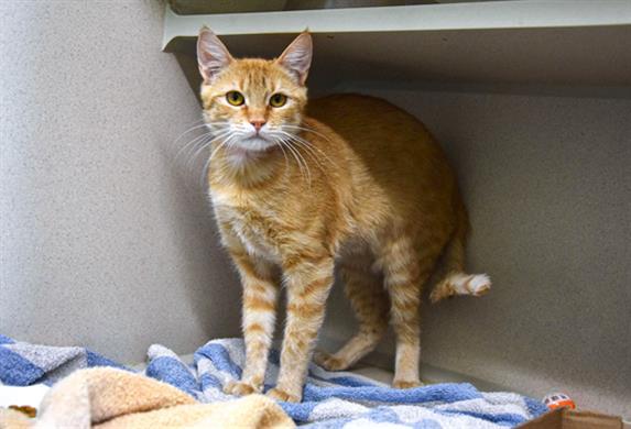 Enlarge QUESO, a Adoptable Domestic Short Hair in Loveland, CO image 1/1