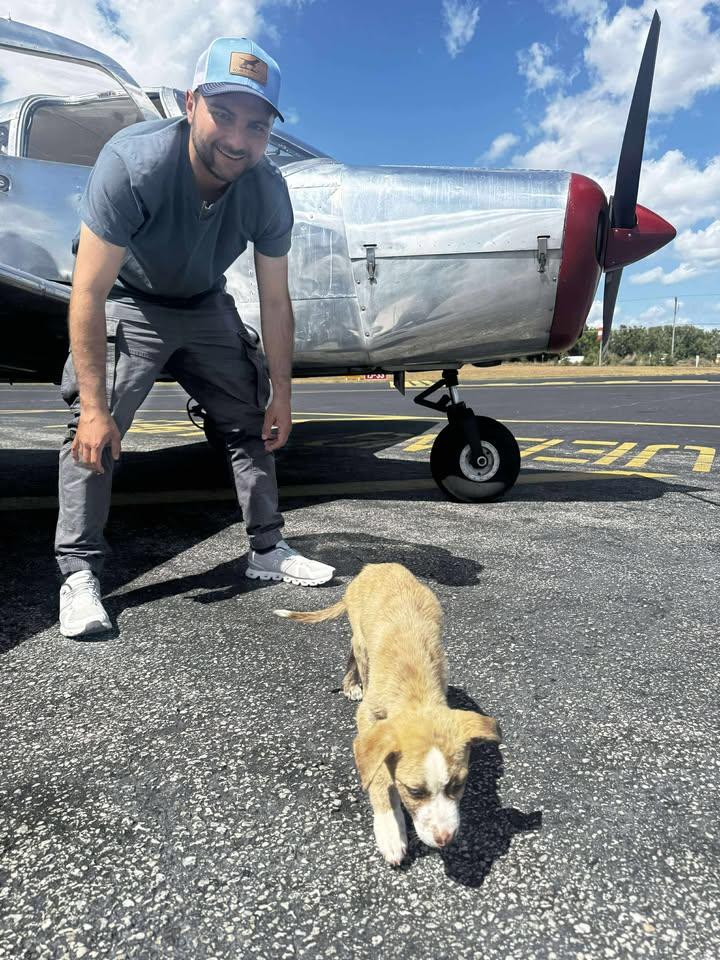 Shrek, an adoptable mixed breed in Orlando, FL image 5/6