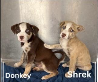 Shrek, an adoptable mixed breed in Orlando, FL image 6/6