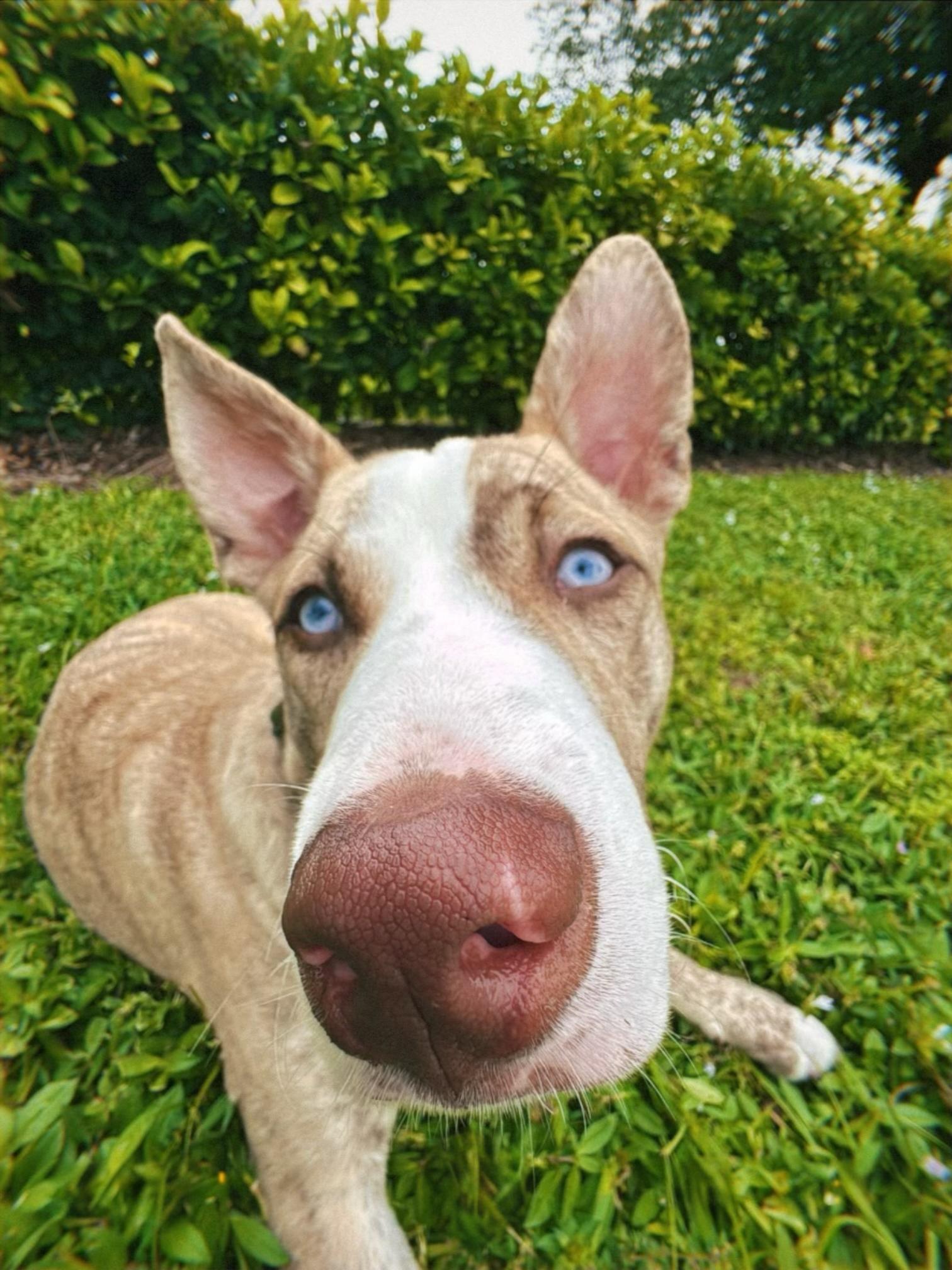 Shrek, an adoptable mixed breed in Orlando, FL image 2/6