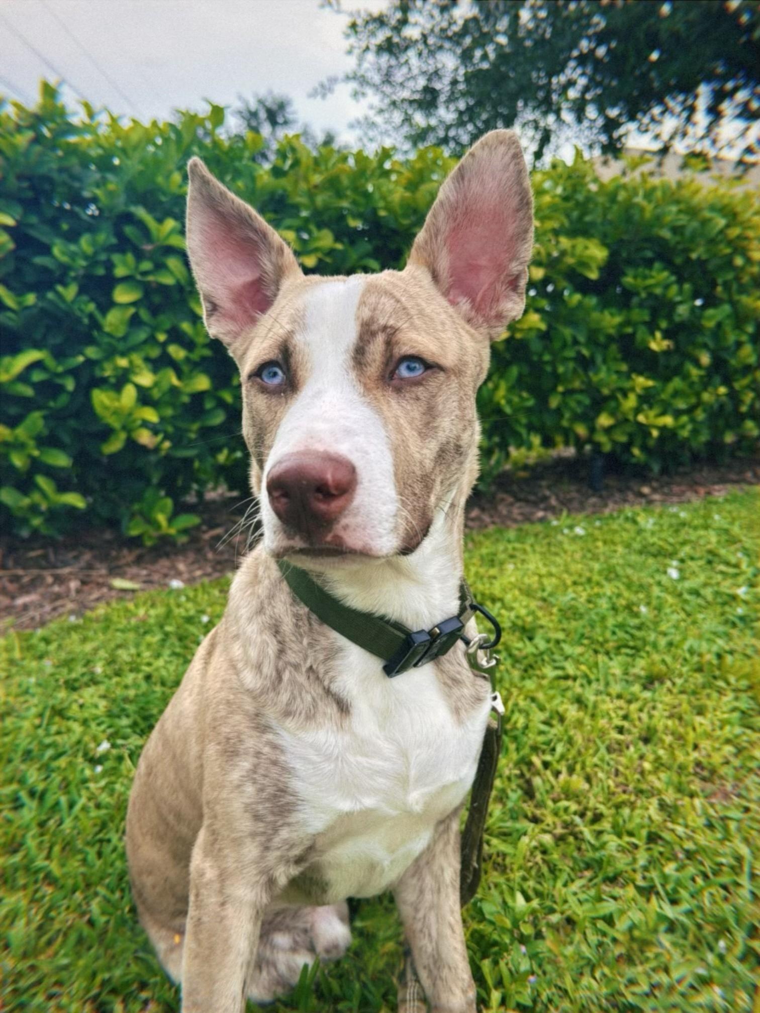 Shrek, adoptable, Young Male Australian Shepherd & Husky.