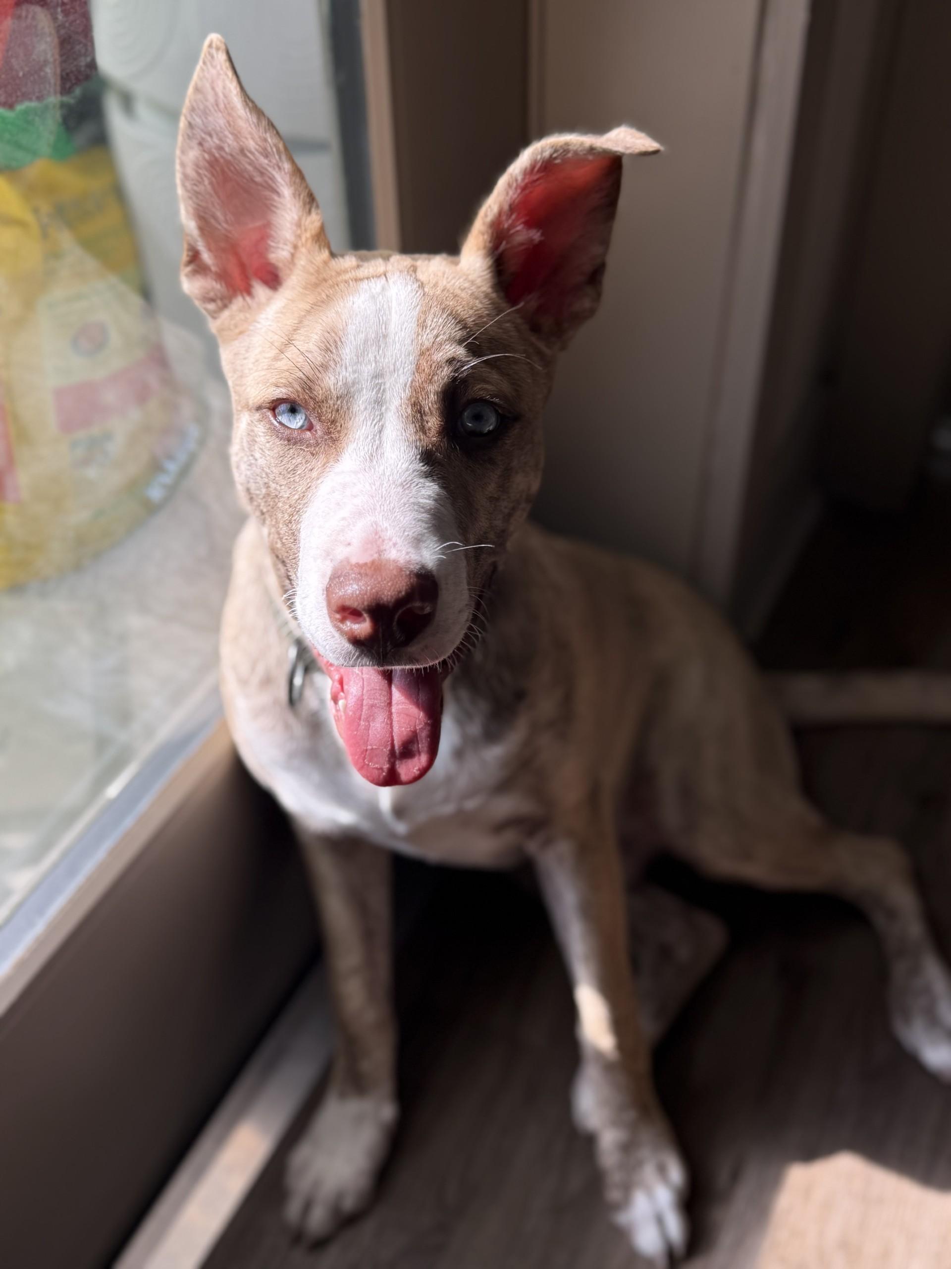 Shrek, an adoptable mixed breed in Orlando, FL image 3/6