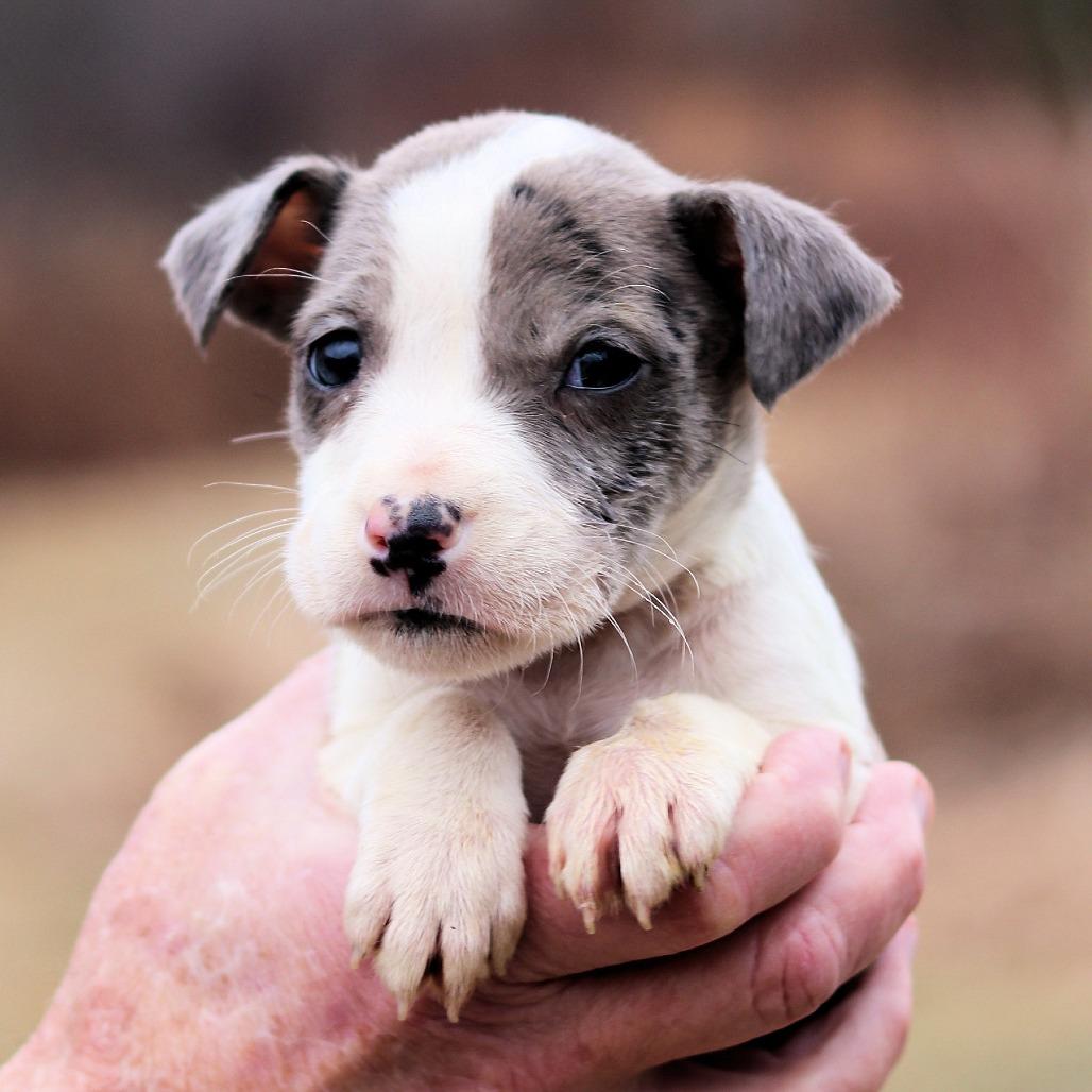 Enlarge CT Denim avail Dec 27, a Adoptable mixed breed in Eastford, CT image 3/4