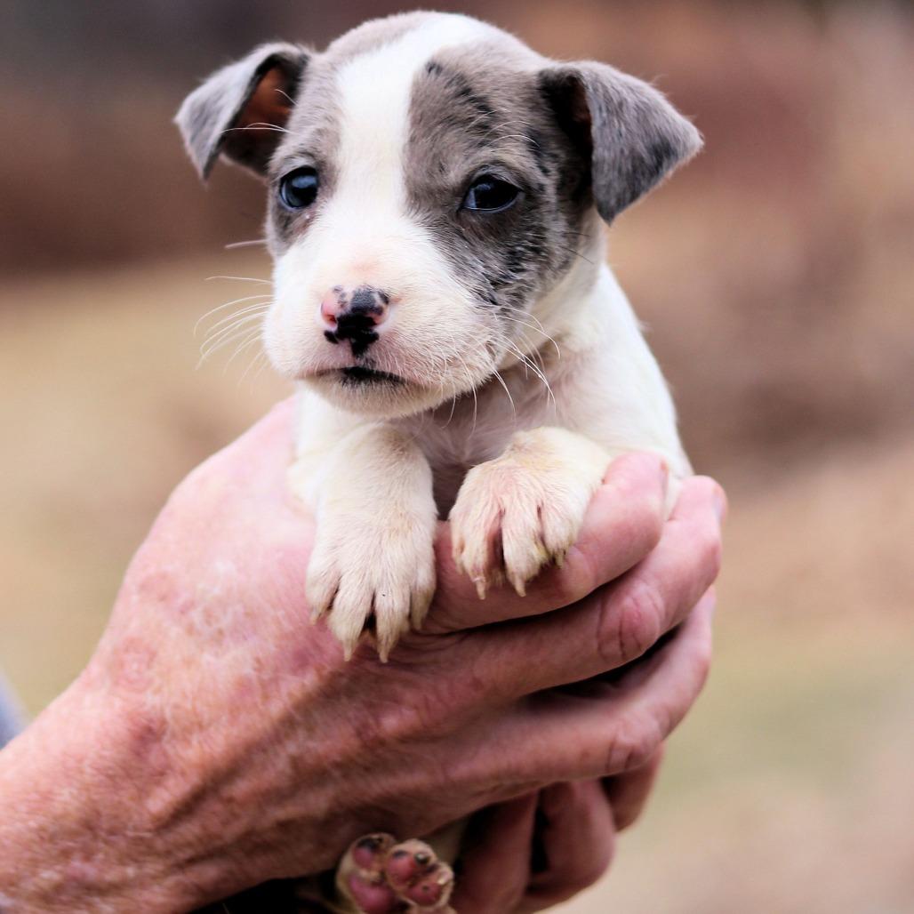 Enlarge CT Denim avail Dec 27, a Adoptable mixed breed in Eastford, CT image 4/4
