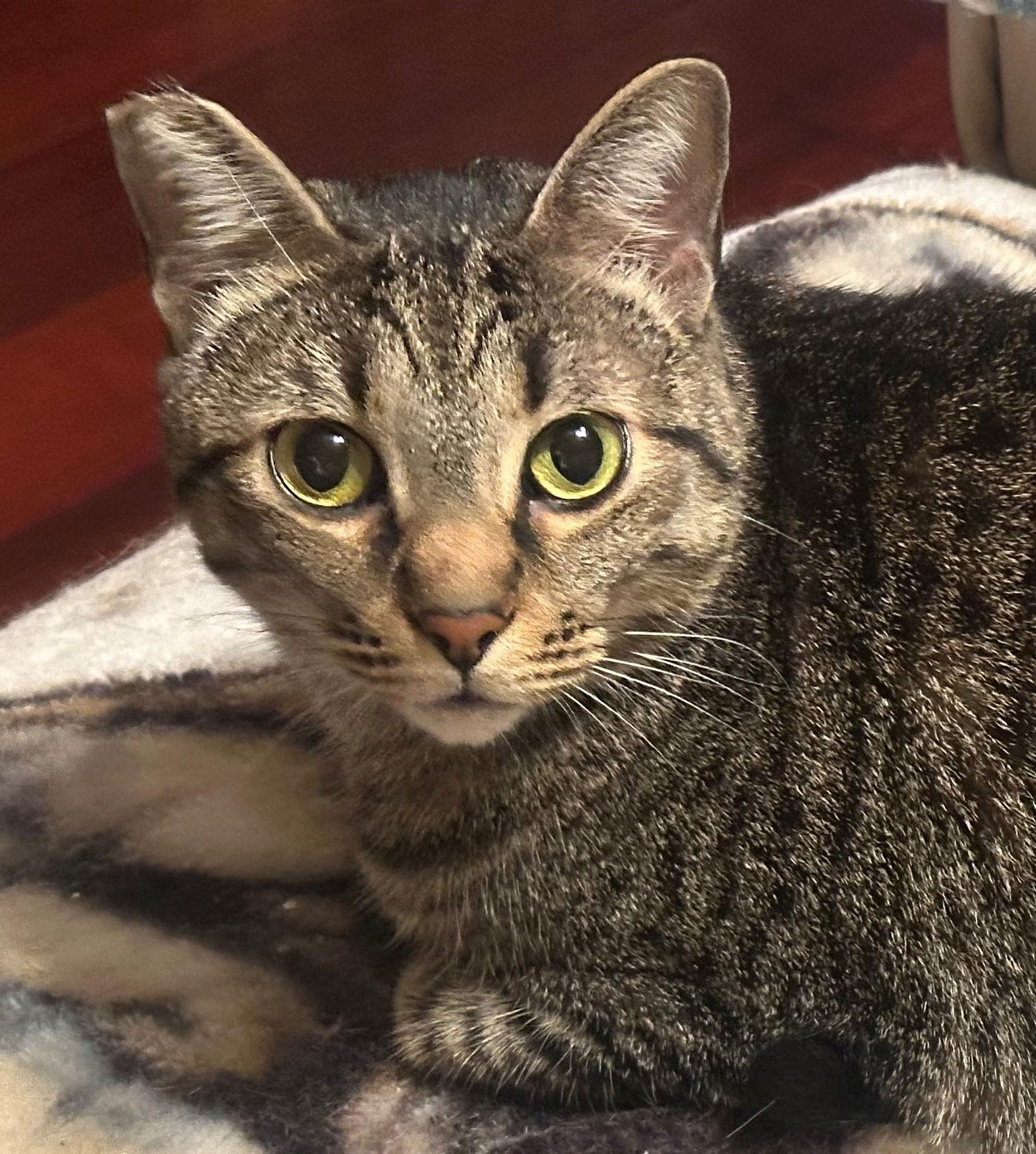 Enlarge Rodney, a Adoptable Tabby in Palo Alto, CA image 1/2