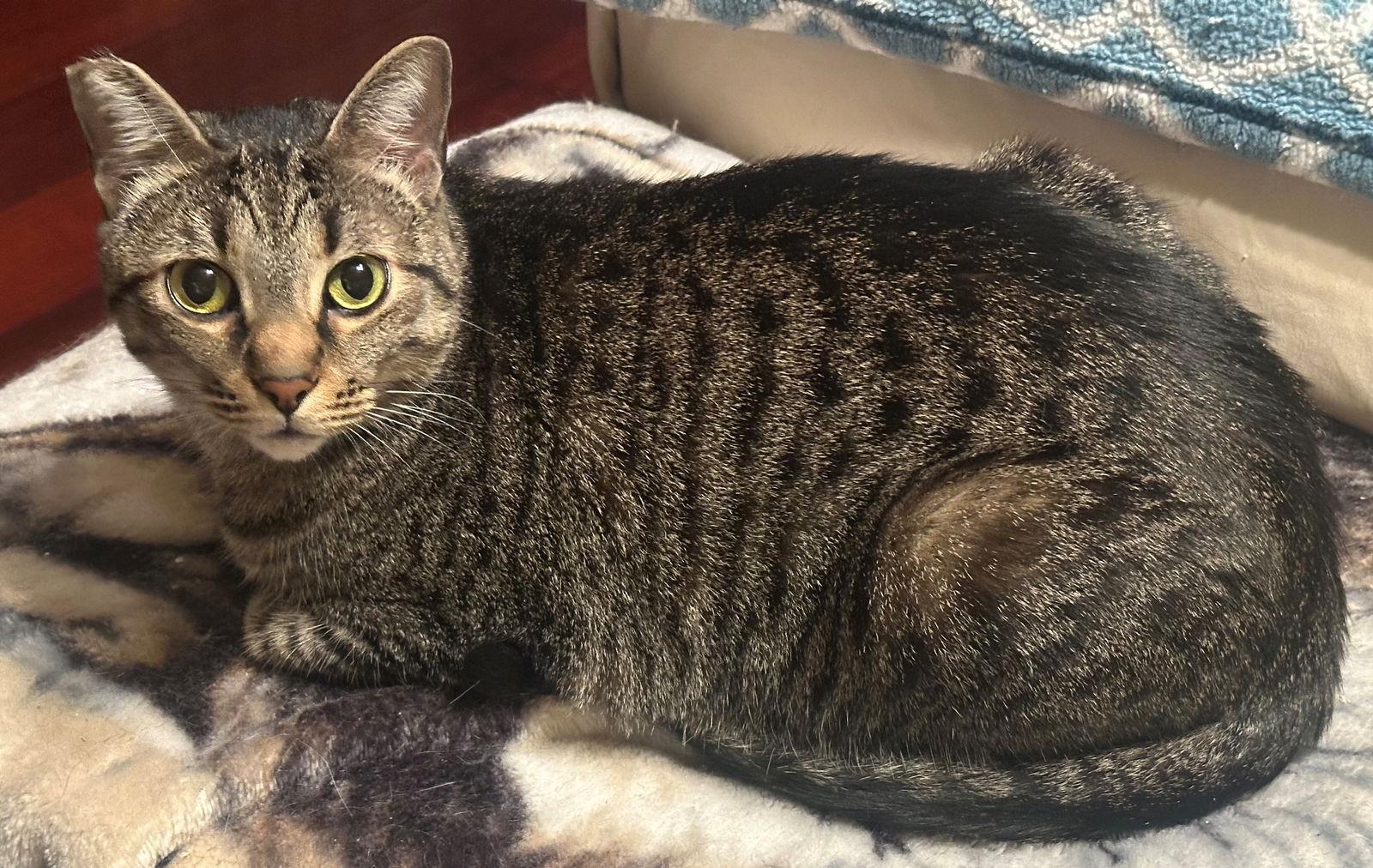 Enlarge Rodney, a Adoptable Tabby in Palo Alto, CA image 2/2