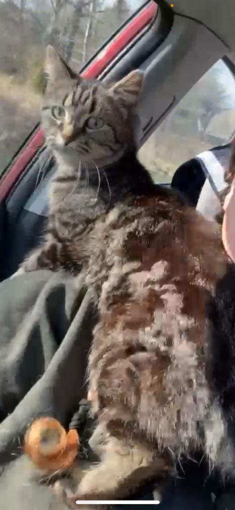 Enlarge Tini, a Adoptable mixed breed in Cromwell, KY image 1/1