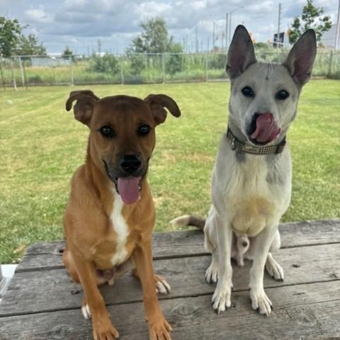David, a Adoptable mixed breed in Caledon, ON image 2/6