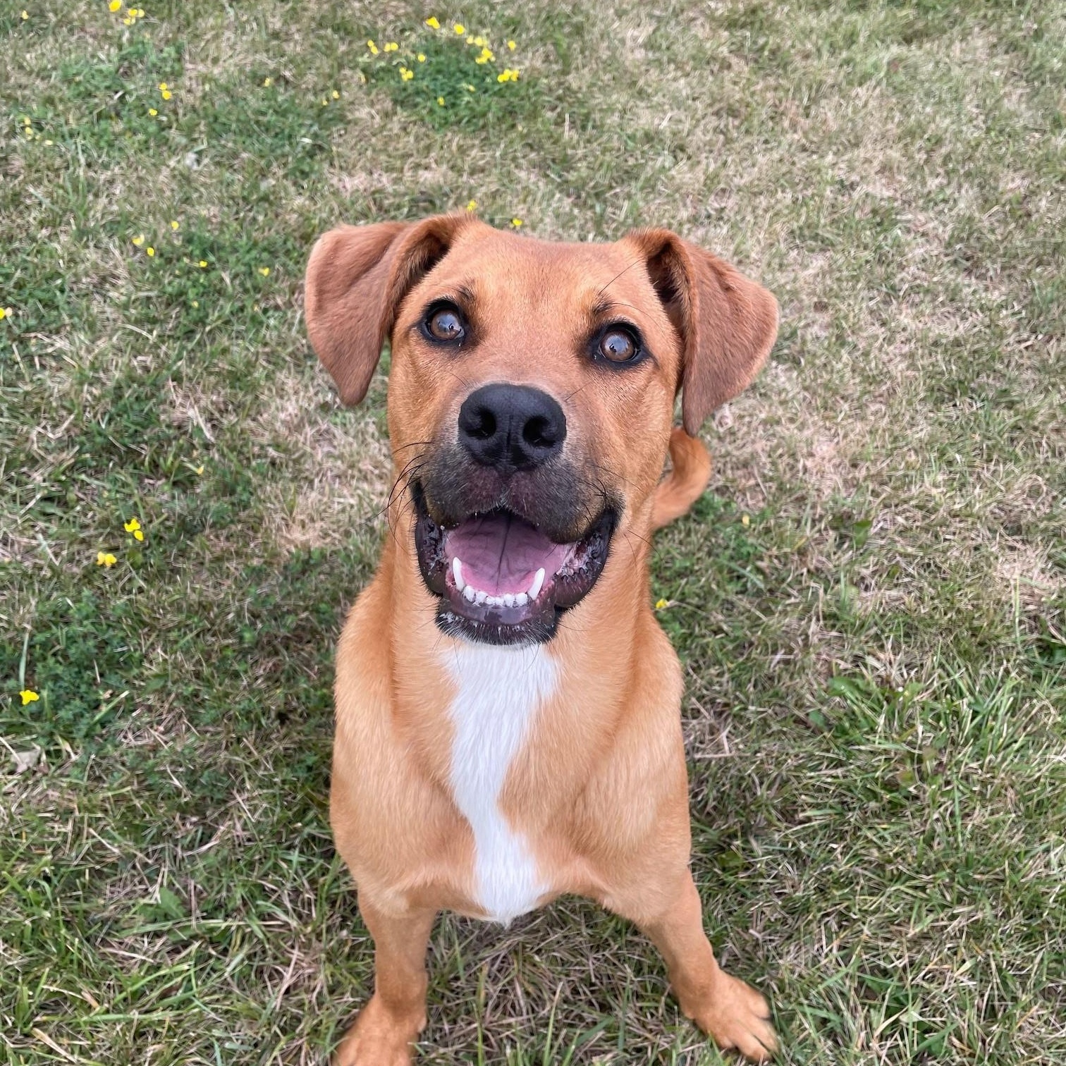 David, Adoptable, Puppy Male Mastiff & Labrador Retriever.