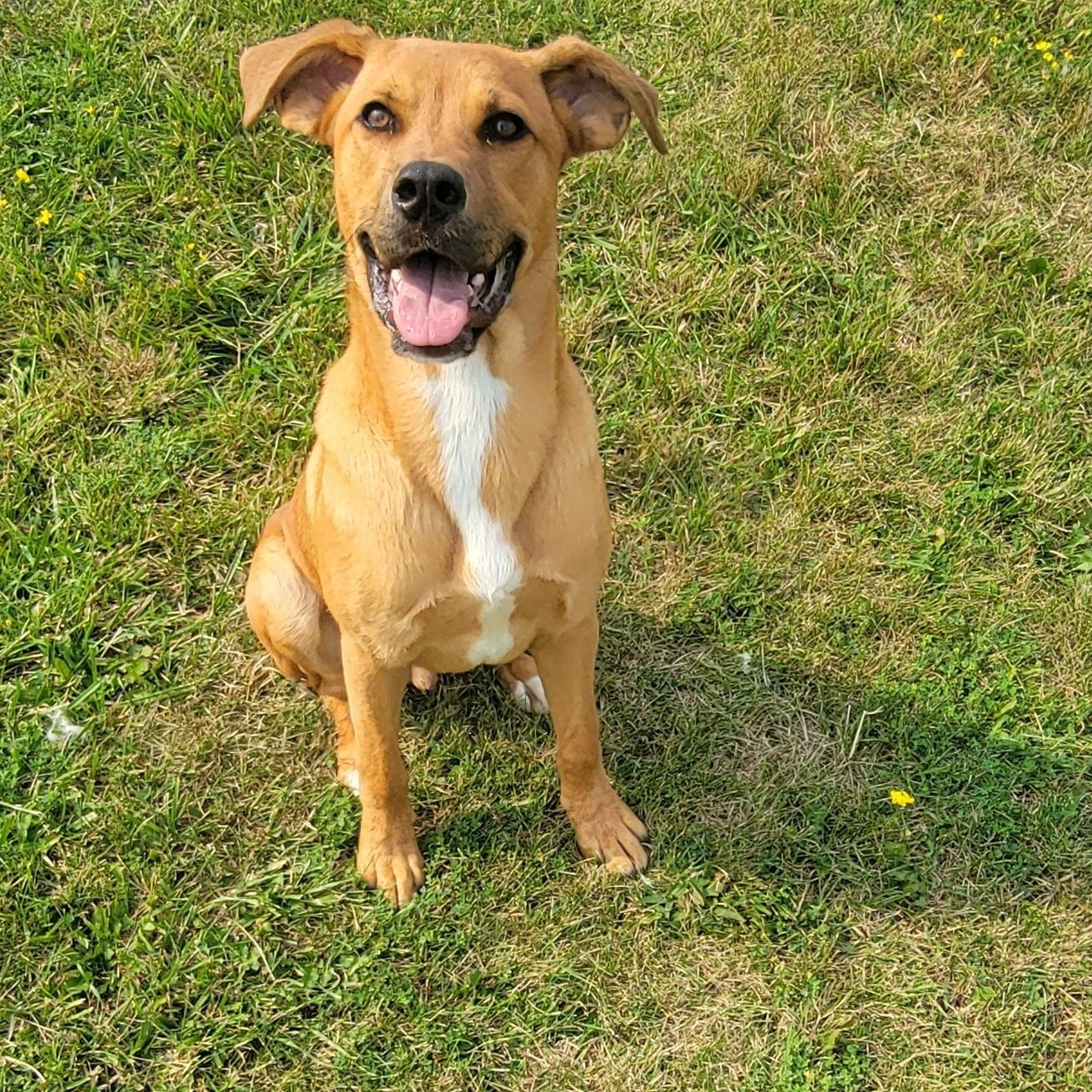 David, a Adoptable mixed breed in Caledon, ON image 4/6